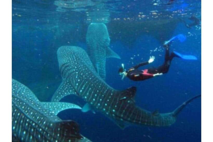 Cebu: Whale Shark Swim and Kawasan Canyoneering Group Tour - Into the Kawasan canyon