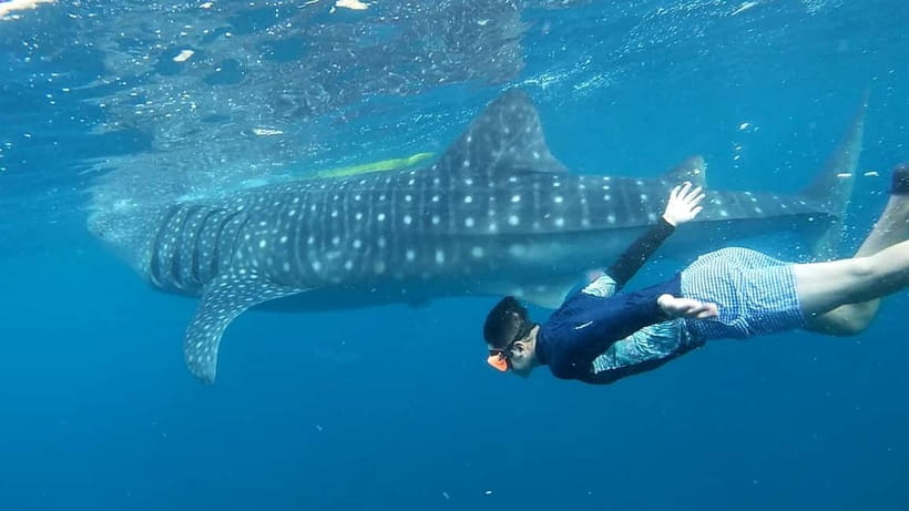 Cebu: Whale Shark Swim and Kawasan Canyoneering Tour - Why this Cebu combination works
