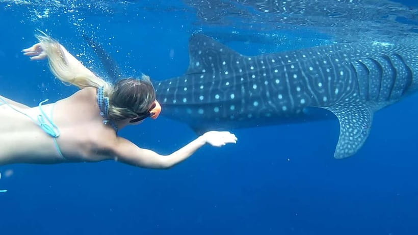 Cebu: Whale Shark Swim and Kawasan Canyoneering Tour - Oslob’s whale sharks at sunrise