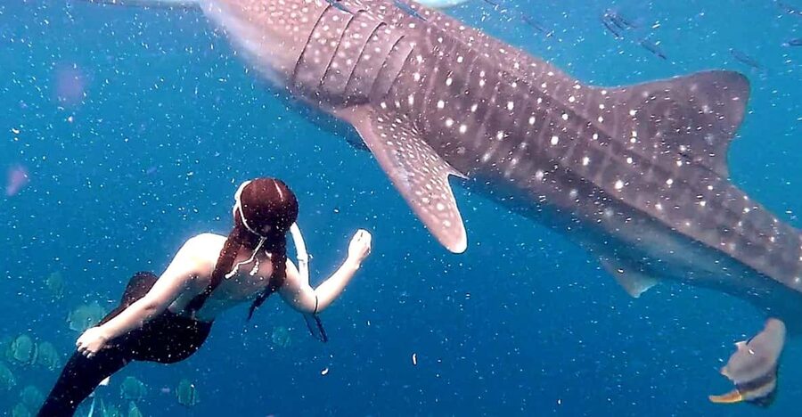 Cebu: Whale Shark Swim and Kawasan Canyoneering Tour - The drive from Oslob to Badian