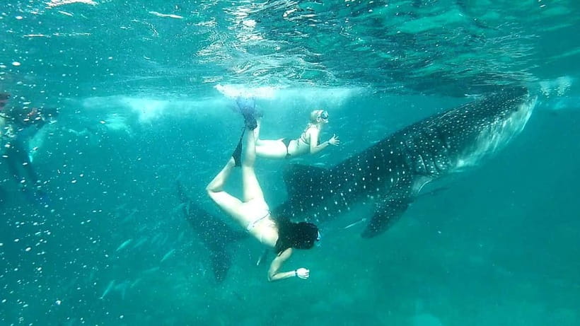 Cebu: Whale Shark Swim and Kawasan Canyoneering Tour - Badian canyoneering, one splash at a time
