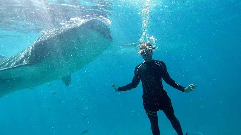 Cebu: Whale Shark Swim and Kawasan Canyoneering Tour - Who should book this day?