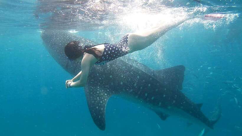 Cebu: Whale Shark Swim, Kawasan Falls & Moalboal Sardine Run - Is $122 per person good value?