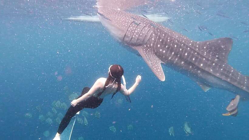 Cebu: Whale Shark Swim, Kawasan Falls & Moalboal Sardine Run - Who should book this Cebu experience?