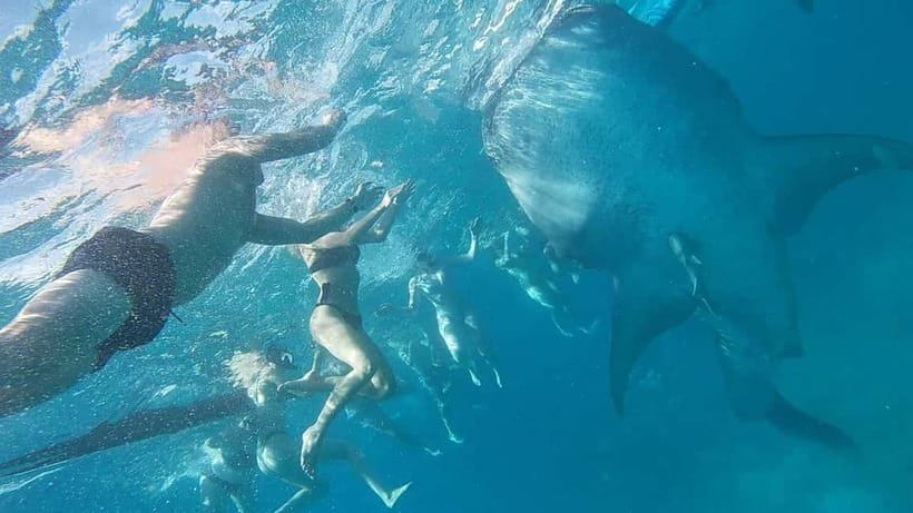 Cebu: Whale Shark Swim, Kawasan Falls & Sardine Run - Who should book this Cebu combination tour?