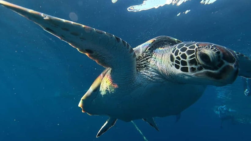 Cebu: Whale Shark Swim, Kawasan Falls & Sardine Run - Why this Cebu day tour packs in so much