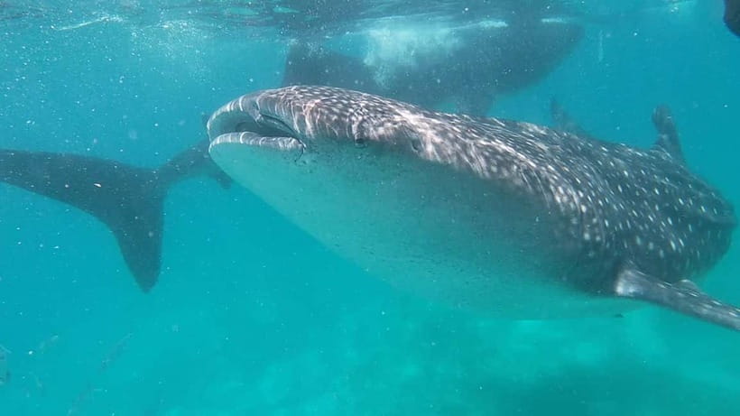 Cebu: Whale Shark Swim, Kawasan Falls & Sardine Run - Kawasan Falls: turquoise water with a tight schedule