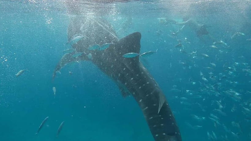 Cebu: Whale Shark Swim, Kawasan Falls & Sardine Run - The vehicle time is part of the price