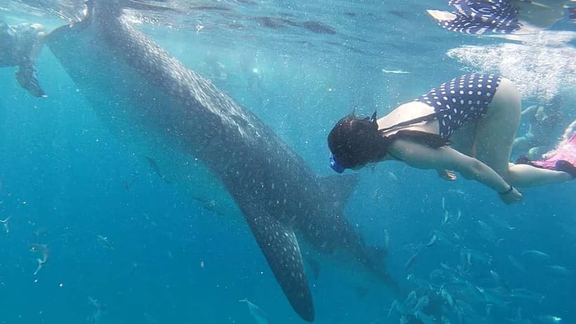 Cebu: Whale Shark Swim, Kawasan Falls & Sardine Run - What to pack for a wet and sleepless day