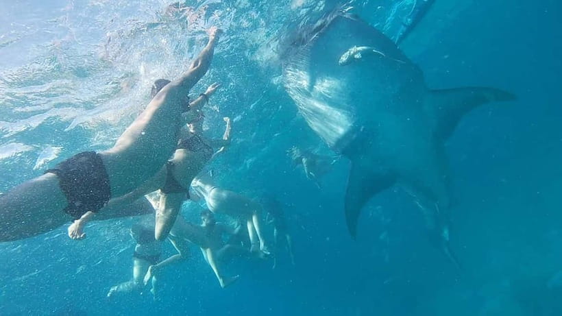 Cebu: Whale Shark Swim, Kawasan Falls & Sardine Run - Pickup details and small-group expectations