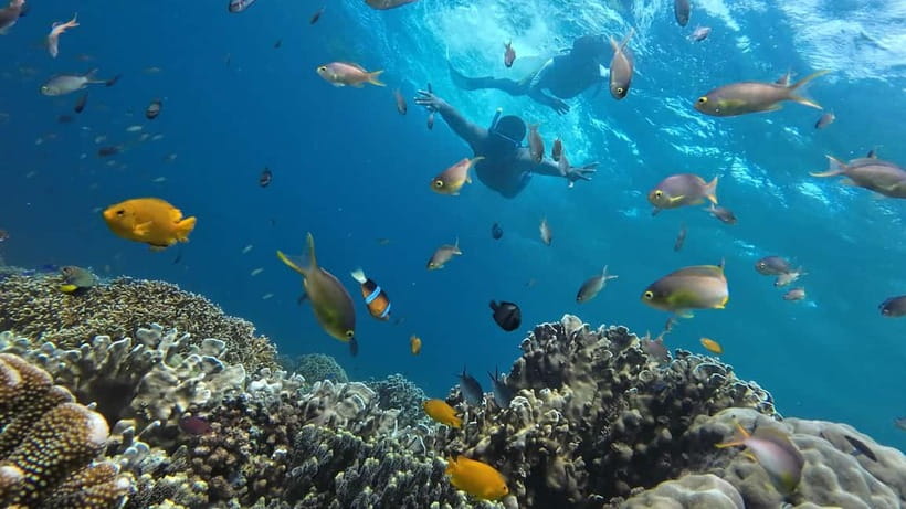 Cebu: Whale Shark Swim, Kawasan Falls & Sardine Run - Oslob whale sharks and the long wait before breakfast