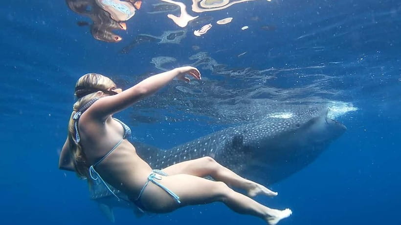 Cebu: Whale Shark Swimming & Inambakan Falls Adventure - Oslob whale sharks: what the first attraction involves