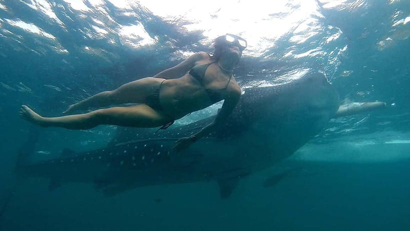 Cebu: Whale Shark Swimming & Inambakan Falls Adventure - Optional upper tiers and the limits of the standard visit