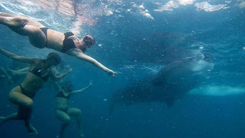 Cebu: Whale Shark Swimming & Inambakan Falls Adventure - The return trip and optional lunch
