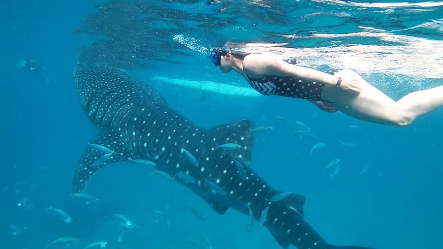 Cebu: Whale Shark Swimming & Inambakan Falls Adventure - What the $114 price really covers