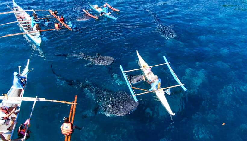 Cebu Whale Shark Swimming & Kawasan Canyoneering Group Tour - Two Cebu adventures packed into one day