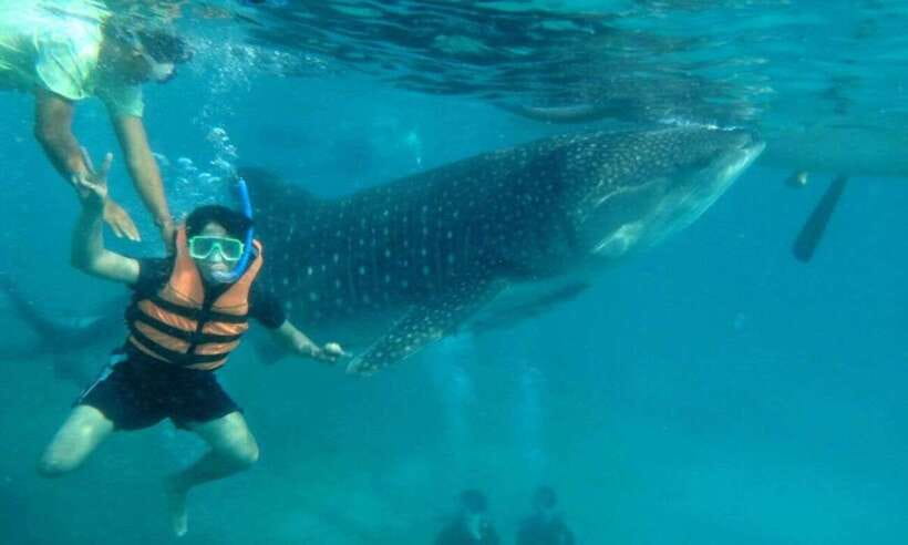 Cebu: Whale Shark Swimming, Sumilon Island and Kawasan Falls - Key points to know before booking