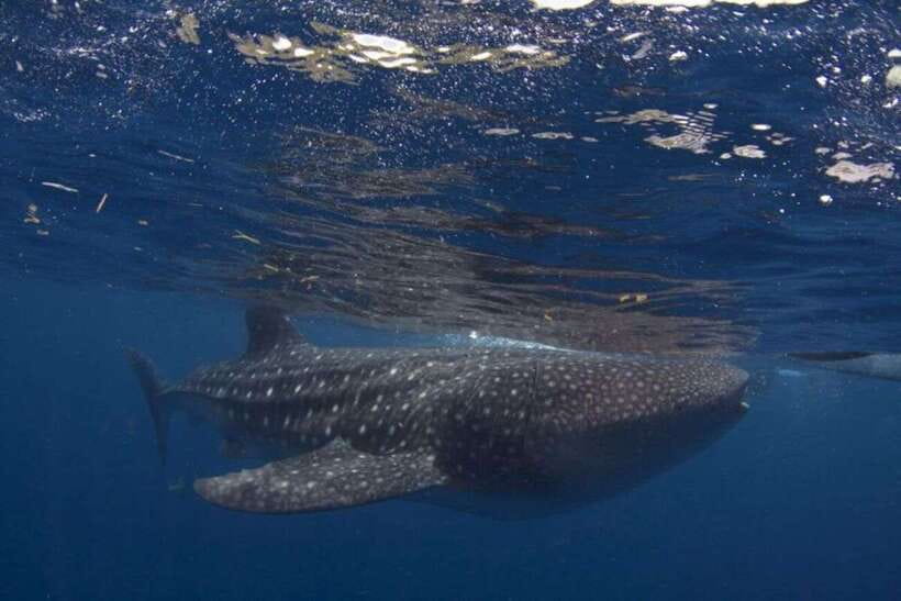 Cebu: Whale Shark Swimming, Sumilon Island and Kawasan Falls - What this South Cebu day really involves