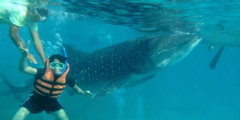 Cebu: Whale Shark Swimming, Sumilon Island and Kawasan Falls - Timing, comfort, and what to pack