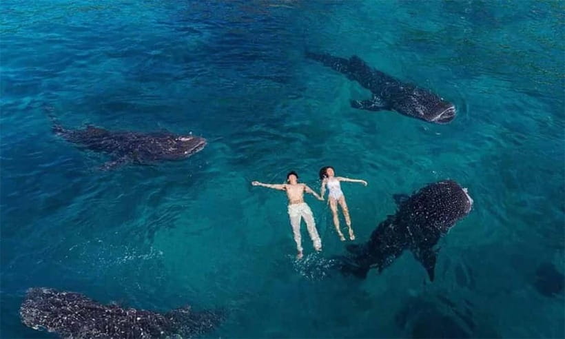 Cebu: Whale Shark, Tumalog, Sumilon, and Moalboal Tour - Moalboal and the sardine run