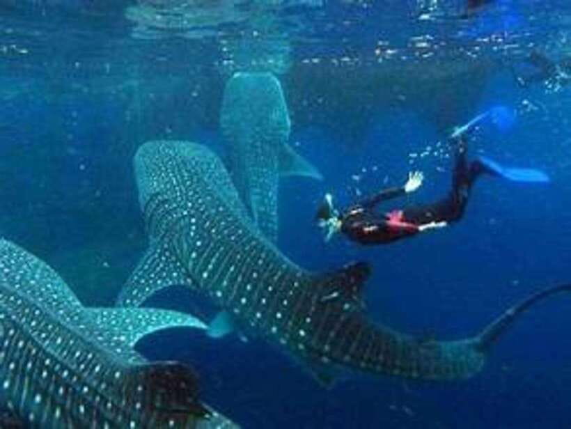 Cebu: Whale Shark Watching and Canyoneering Group Tour - Swimming with whale sharks in Oslob