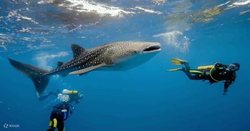 Cebu: Whale Shark Watching and Canyoneering Group Tour - Canyoneering through Kawasan Falls