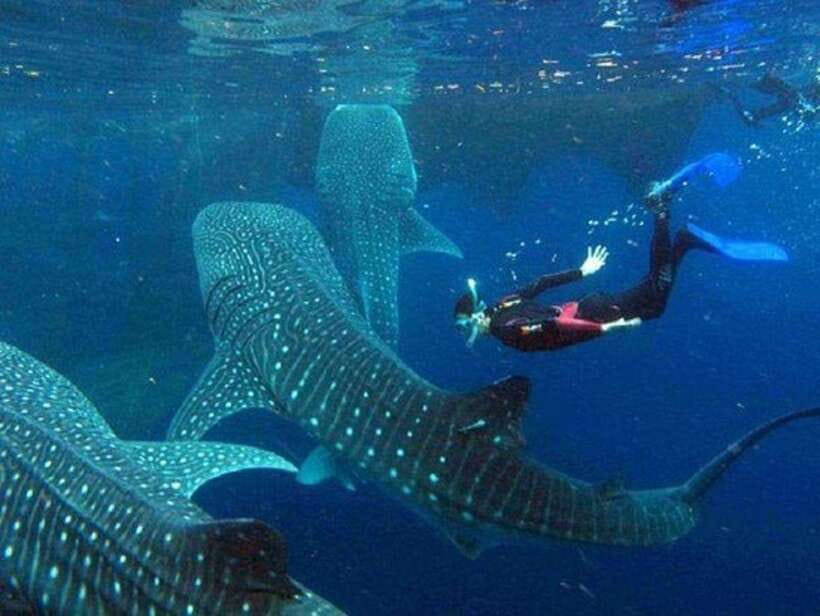 Cebu: Whale Shark Watching and Canyoneering Group Tour - Food, guides, and what the $159 covers