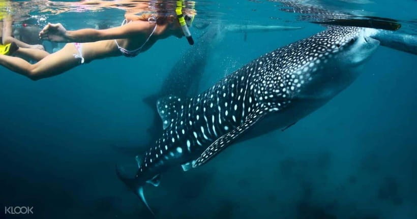 Cebu: Whale Shark Watching and Canyoneering Group Tour - What to bring and what to leave behind
