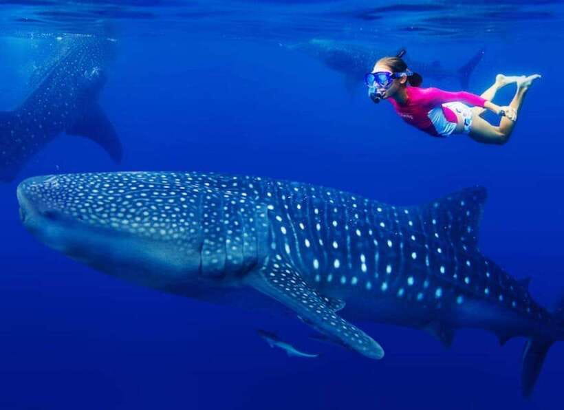Cebu: Whale Shark Watching and Canyoneering Group Tour - Should you book this tour?