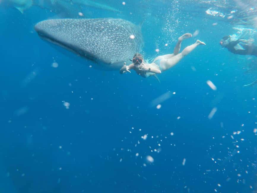 Cebu: Whale Shark Watching & Heritage Tour with Dive Option - Leaving before sunrise for Oslob
