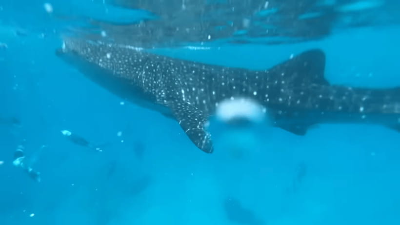 Cebu: Whale Shark Watching, Tumalog Falls & Sumilon Island - Packing for three kinds of water