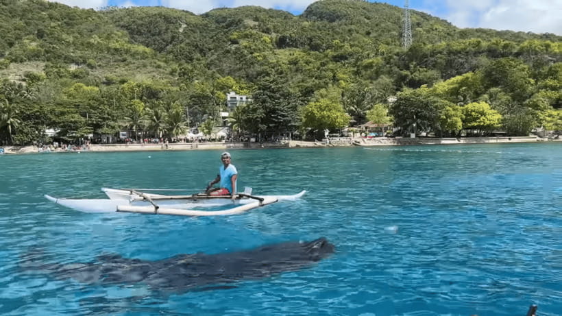 Cebu: Whale Shark Watching, Tumalog Falls & Sumilon Island - Practical booking advice