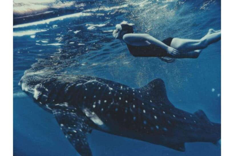 Cebu:Whale Shark, Waterfall, and Sardine Run Group Tour+Meal - Inambakan Falls for a freshwater reset