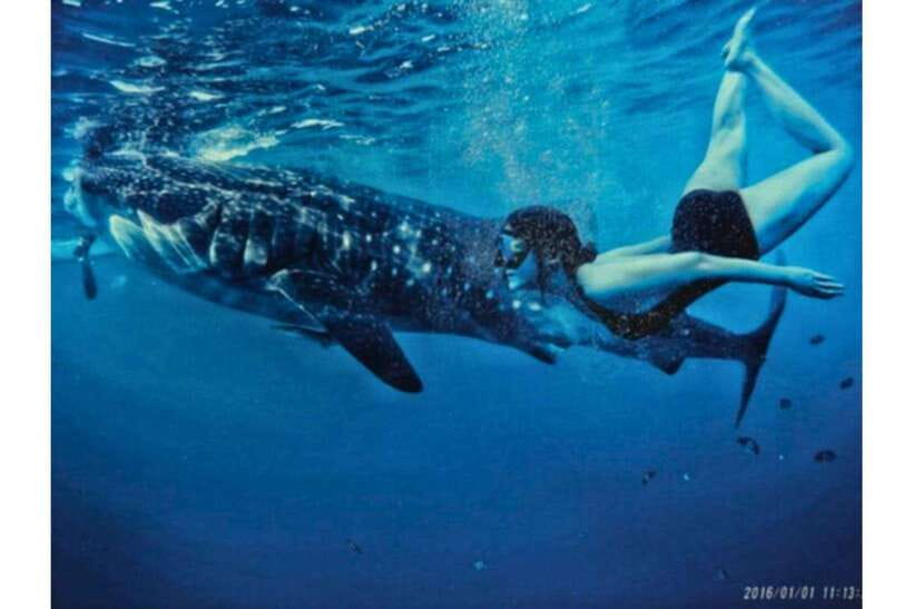 Cebu:Whale Shark, Waterfall, and Sardine Run Group Tour+Meal - Moalboal and the sardine run