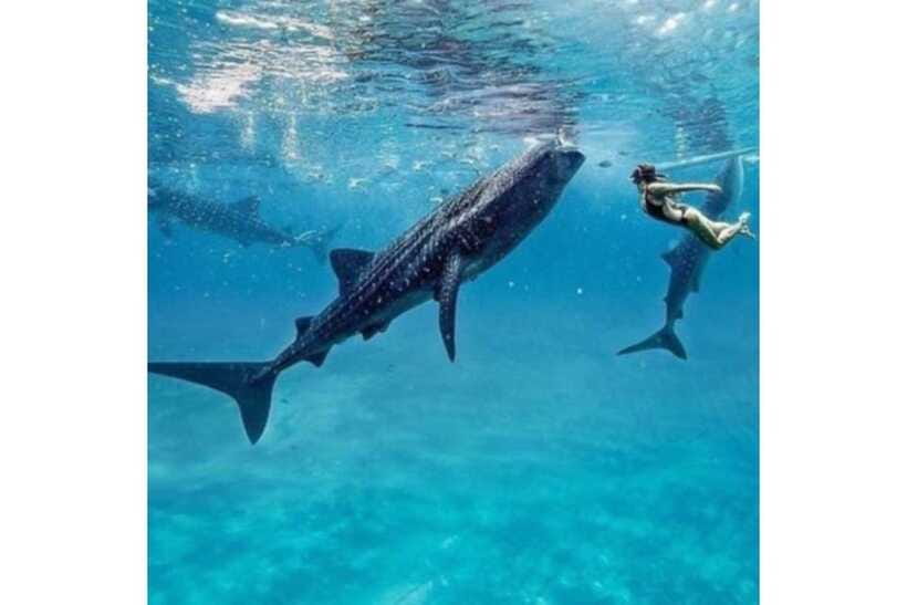 Cebu:Whale Shark, Waterfall, and Sardine Run Group Tour+Meal - Who should book this Cebu experience?
