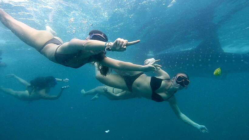 Cebu: Whale Sharks, Ka-Treasure Water Terraces & Simala Tour - Oslob Whale Sharks: The Reason Most People Book