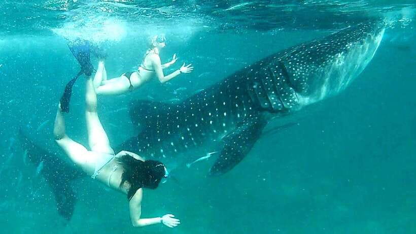 Cebu: Whale Sharks, Kawasan Falls, & Sardines Run Snorkeling - Key points at a glance