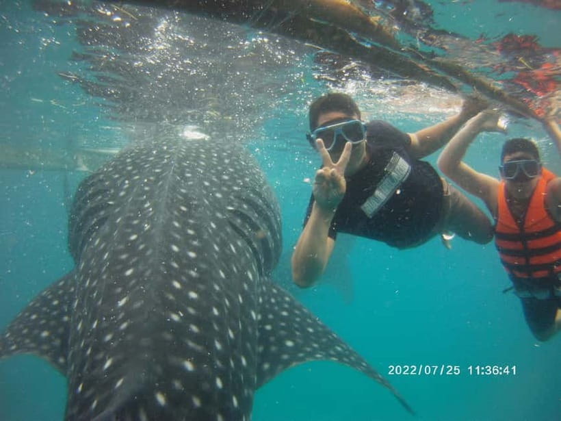 Cebu: Whale Sharks, Kawasan Falls, & Sardines Run Snorkeling - Final verdict: book it for variety, not solitude