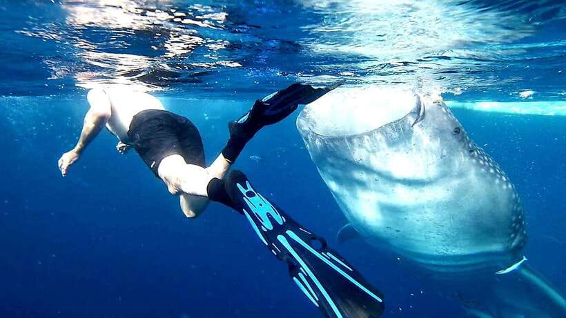 Cebu: Whale Sharks, Kawasan Falls, & Sardines Run Snorkeling - Why this Cebu day trip works