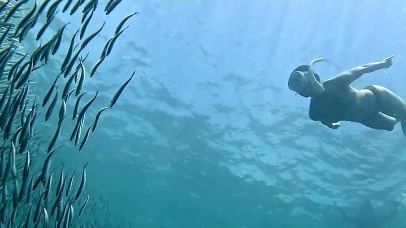 Cebu: Whale Sharks, Kawasan Falls, & Sardines Run Snorkeling - Moalboal’s sardines and sea turtles