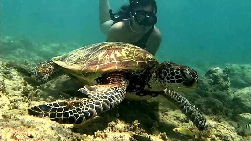Cebu: Whale Sharks, Kawasan Falls, & Sardines Run Snorkeling - The driver is part of the value