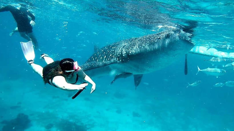 Cebu: Whale Sharks, Kawasan Falls, & Sardines Run Snorkeling - Is $135 a fair price?