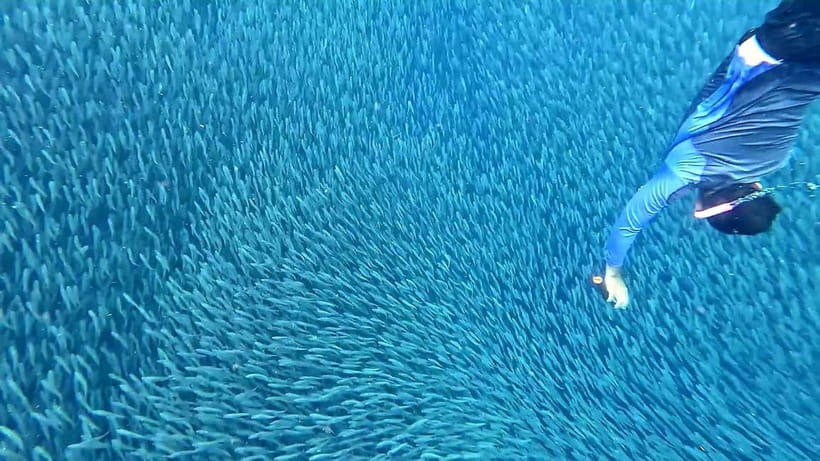 Cebu: Whale Sharks, Kawasan Falls, & Sardines Run Snorkeling - Who should book this experience?