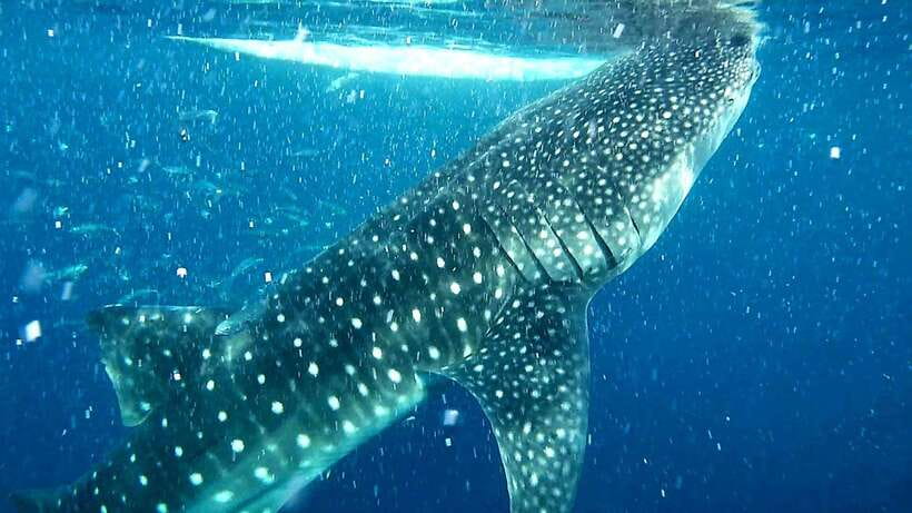 Cebu: Whale Sharks, Kawasan Falls, & Sardines Run Snorkeling - Reaching Oslob before the whale sharks
