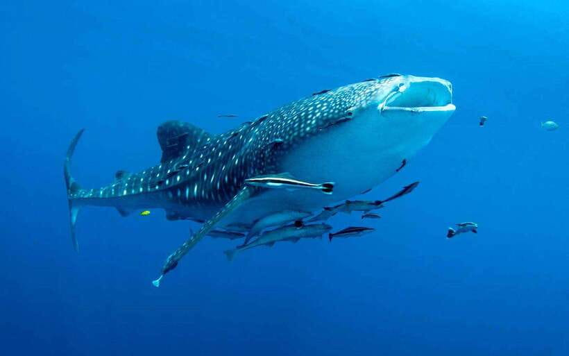 Cebu: Whale Sharks, Tumalog Falls, and Monkey Sanctuary Tour - Key points to know before booking