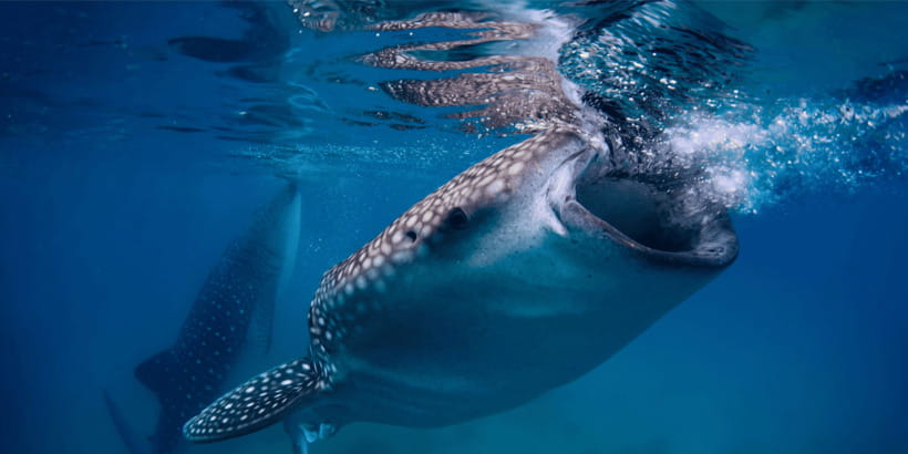 Cebu: Whale Sharks, Tumalog Falls, and Monkey Sanctuary Tour - The long road from Cebu to Oslob