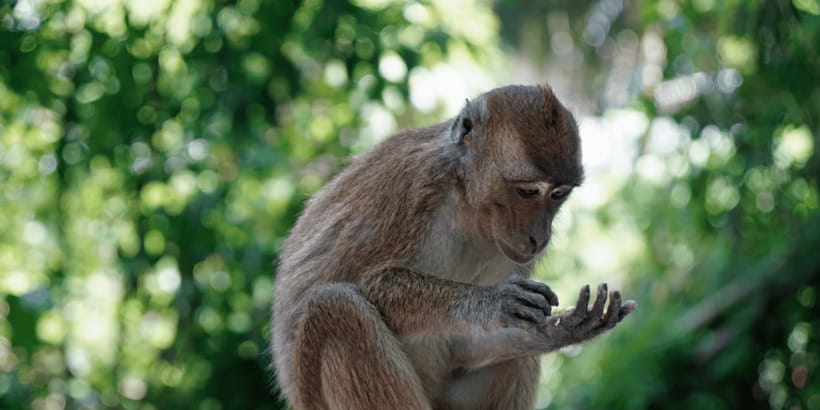 Cebu: Whale Sharks, Tumalog Falls, and Monkey Sanctuary Tour - Lunch, brunch, and a fresh coconut