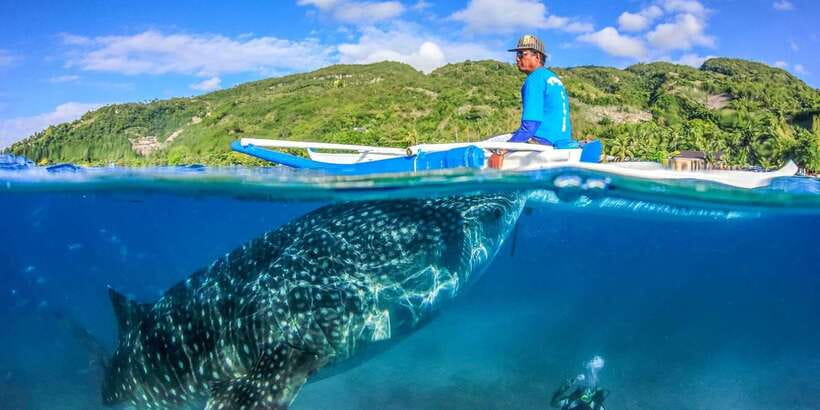 Cebu: Whale Sharks, Tumalog Falls, and Monkey Sanctuary Tour - What the $121 price really covers