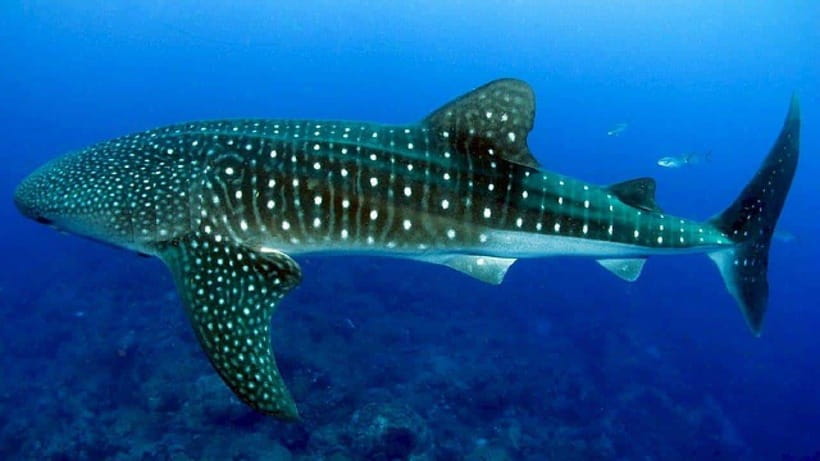 Cebu: Whaleshark Encounter, Sumilon Sandbar & Tumalog Falls - Key points to know before booking