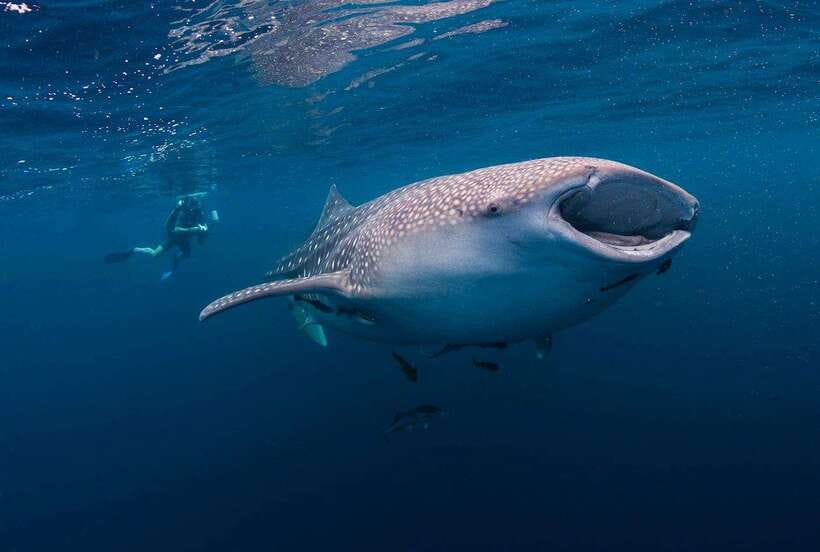 Cebu: Whaleshark Encounter, Sumilon Sandbar & Tumalog Falls - Three Cebu sights in one demanding day
